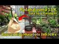 Download Lagu 🔴 TIDAK MASUK AKAL | TERNYATA BURUNG OMBYOKAN INI GURU  VOKAL BURUNG JUARA ‼️