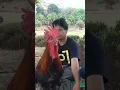 Download Lagu KOKOK AYAM PELUNG PUN AGEM
