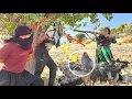 Download Lagu Thieves attack nomad herd:😱The resistance and courage of a nomad mother against thieves