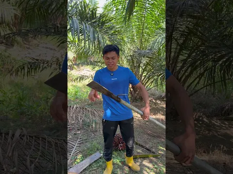 Panen sawit sistem songgo pakai dodos kls taji