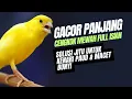 Download Lagu Ampuh Banget! Kenari Gacor Cuit Panjang Bikin Paud Emosi dan Ikutan Ngerol
