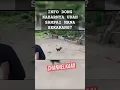 Download Lagu AYAM VS BOCIL 🤣#masukberanda #viral #lucu