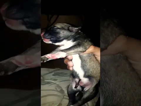 mi perrito🇵🇾😘💖