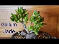 How To Grow Gollum Jade Plant From Cutting