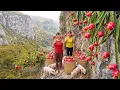Lagu TIMELAPSE -- Inside the Harvest Dragon Fruits \u0026 Preparing a Giant 100kg Pig Feast for Whole Village