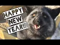 Happy new year from all the animals at Saveafox