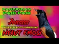 Download Lagu PANCINGAN PAGI-PAGI AGAR MURAI GACOR❗❗ MURAI MACET PASTI NYAUT EMOSI❗❗