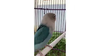 Download Suara Lovebird memancing gacor ngekek Panjang, bisa membuat burung pendiam jadi sering bunyi MP3