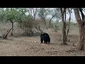 Sloth bear and spotted deers in Mudumalai Tiger reserve