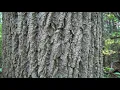 The Birch and the Poplar Trees