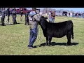 LLC 2025 Simmental Heifers
