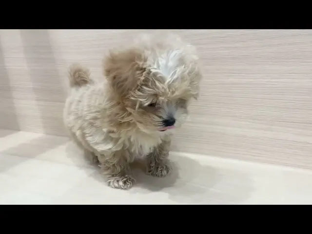 動画