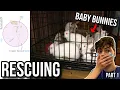Rescuing BABY BUNNIES From BAD CRAIGSLIST ADS SAD