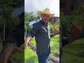 Download Lagu Así es la vida en Oaxaca.