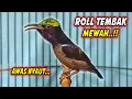 Download Lagu SUARA BURUNG KOLIBRI NINJA GACOR FULL ISIAN ROLL TEMBAK !! PANCINGAN KONIN BAHAN AGAR CEPAT BUNYI