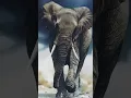 Download Lagu How many years can an elephant live? 🤔 #shorts #youtubeshorts