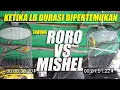 Download Lagu Tarung Durasi Lovebird Roro VS Mishel, Ketika Burung Lovebird Fighter Durasi Dipertemukan