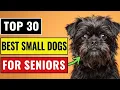 Top 30 Best Small Dog Breeds For Seniors