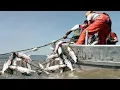 Amazing Biggest Gill net Fishing Line Catch Giant Fish - Awesome big catching on the sea