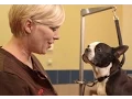 How to Cut Your Dog s Nails Petco