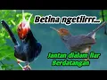 Prenjak betina ngetiirrr memangil prenjak jantan di alam liar || Pikat Prenjak kepala merah