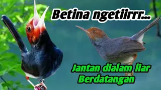 prenjak betina ngetiirrr memangil prenjak jantan di alam liar pikat prenjak kepala merah