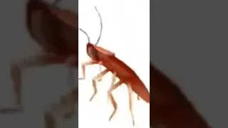 صرصور عن قريب 