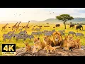 Lagu Explore the African Savanna in 4K | Majestic Wildlife and Peaceful Landscapes with Calming Music