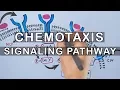 Chemotaxis Signaling Pathway in Bacteria