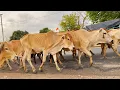 Download Lagu Bunyi sapi lucu Mengiring Sapi Lembu Gembala Menuju Ke Kandang Peternakan Hewan Ternak Sapisuara moo