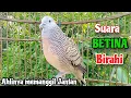 Download Lagu Suara Betina Birahi - Perkutut Betina Memanggil Jantan || The female turtle dove calls the male