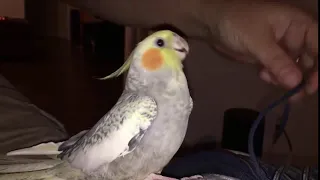 ببغاء الكوكتيل يقلد نغمة أيفون Cocktail Parrot Simulates IPhone Ringtone 