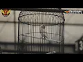 Download Lagu Tampil Ngedur Nyaris Tanpa Jeda, Lovebird YAKIN Moncer di PIALA CHAMPION CUP 1