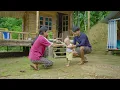 Download Lagu The happy life of a young couple in a mountain village with their 12-month-old son learning to walk