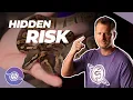 Pros Cons to BALL PYTHON Shed Testing Ball Python Breeding Tips