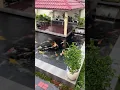 Download Lagu kolam ikan di halaman depan rumah.ikan koi cantik sekali.