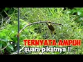 Download Lagu Tes Suara Pikat Pleci Paling Ampuh||Pleci Ngecir Ribut