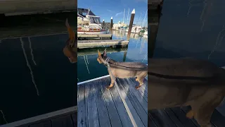 Daily life.. #fyp #dream #doberman #pets #youtube
