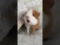 Download Lagu Weekly squeak our loudest guinea pig ever