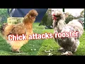 Silkie chick attacks rooster