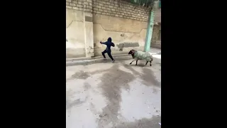 شاااهد الخروف سعدوون يجري ورا الناس   دندنها