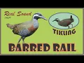 Download Lagu Real Barred Rail call (Huni ng Tikling)