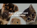 Our Petland Pets