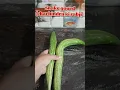 Lagu Snake gourd recipe, chachindra ki sabji #snakegourd #tranding #viral #shortvideo #savitaseasycooking