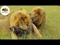 Download Lagu Mistério de Maasai Mara Sobrevivência dos Animais Selvagens #animaisselvagens | Vidas Selvagens