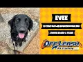 1 5 Yr Old Mix Best Mixed Dog Training Off Leash K9 Board Train Oklahoma