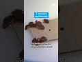 Disturbing 100K bed bugs believed to be in Mass condo as infestation spreads