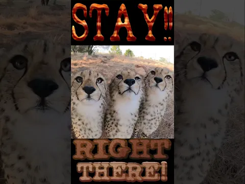 Aggressive Charging Cheetahs Tamed Using Chris Pratt's Velociraptor Jurassic Park Hand Gestures