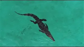 Ep.233 Crocodile Visit