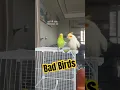 Download Lagu 🦜 Bad Birds 🎥: birdcage_lab (IG) #shorts